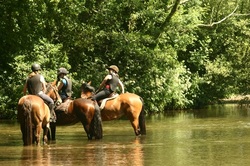 Horses in the ford at Moreton