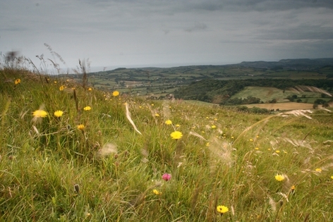 Wild flowers at Eggardon Hill iron age fort